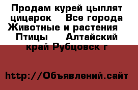 Продам курей цыплят,цицарок. - Все города Животные и растения » Птицы   . Алтайский край,Рубцовск г.